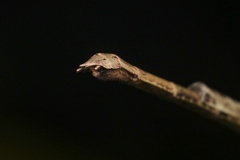 Singaporoidea meneptolemus