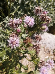 Leuzea repens