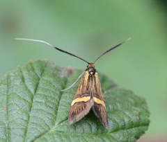Nemophora degeerella