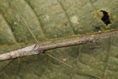 Singaporoidea meneptolemus