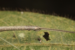 Singaporoidea meneptolemus