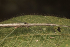 Singaporoidea meneptolemus