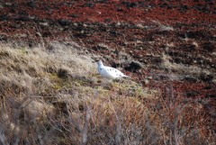 Lagopus muta islandorum