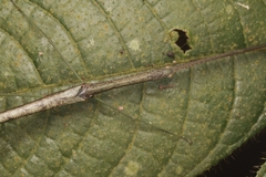Singaporoidea meneptolemus