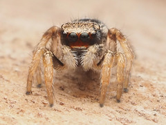 Habronattus coecatus