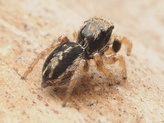 Habronattus coecatus