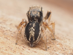 Habronattus coecatus