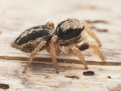 Habronattus coecatus