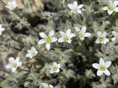 Sabulina nuttallii