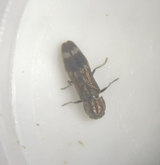 Agrilus lecontei lecontei