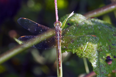 Neurothemis intermedia