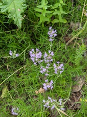 Thymus dzevanovskyi
