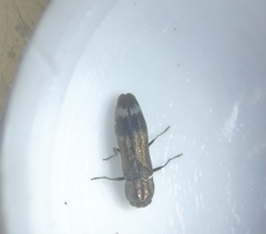 Agrilus lecontei lecontei