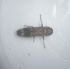 Agrilus lecontei lecontei