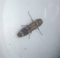 Agrilus lecontei lecontei