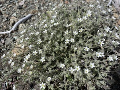 Sabulina nuttallii