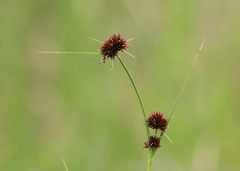 Rhynchospora microcephala