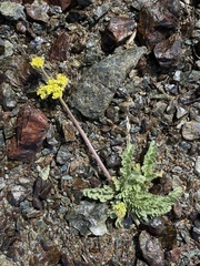 Lomatium ciliolatum