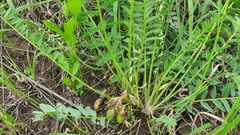 Astragalus wolgensis