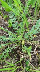 Astragalus wolgensis