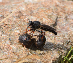 Stenopogon coracinus