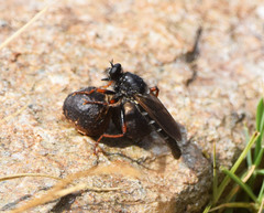 Stenopogon coracinus