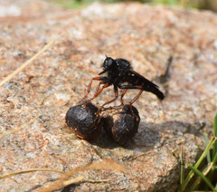 Stenopogon coracinus