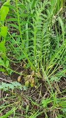 Astragalus wolgensis