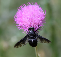Pangonius funebris