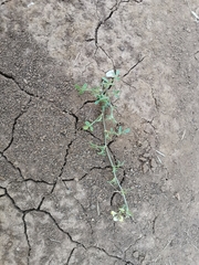 Medicago prostrata
