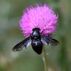 Pangonius funebris