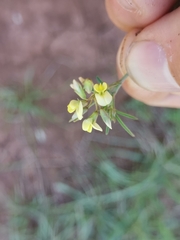 Medicago prostrata