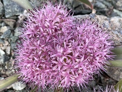 Allium hoffmanii