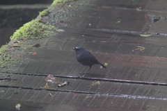 Brachypteryx cruralis