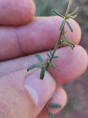 Medicago prostrata