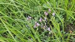 Astragalus testiculatus