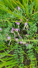 Astragalus testiculatus