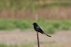 Dicrurus macrocercus harterti