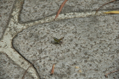 Conocephalus melaenus