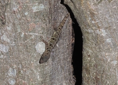 Gonatodes albogularis