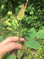 Desmodium laevigatum
