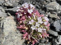 Claytonia saxosa