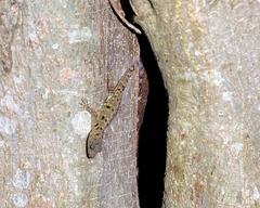 Gonatodes albogularis