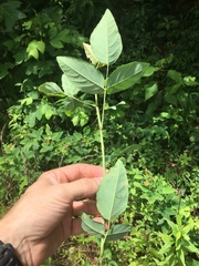 Desmodium laevigatum