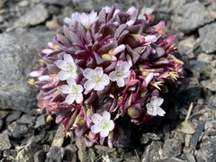 Claytonia saxosa
