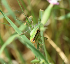 Poecilimon macedonicus