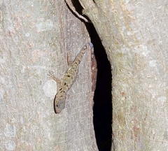 Gonatodes albogularis