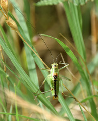 Poecilimon macedonicus