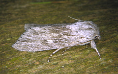 Acronicta lanceolaria