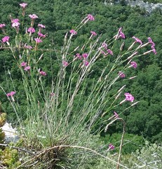 Dianthus caryophyllus